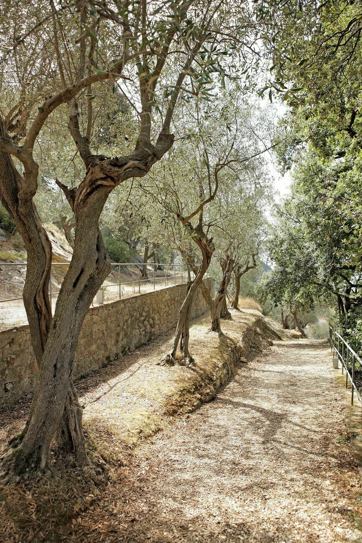 Bagni Di Pisa Palace & Thermal Spa - The Leading Hotels Of The World San Giuliano Terme Bagian luar foto Olive trees in Crete